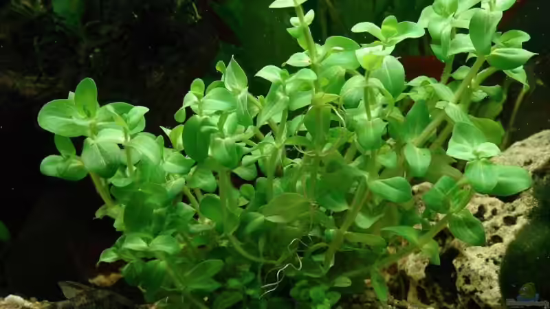 Bacopa caroliniana von Marcel & Nadine (2)