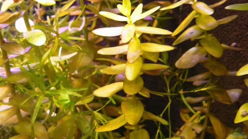 Bacopa caroliniana von René Leubecher (9)