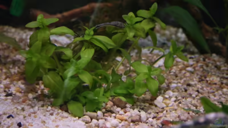 Bacopa caroliniana von StefanE. (8)