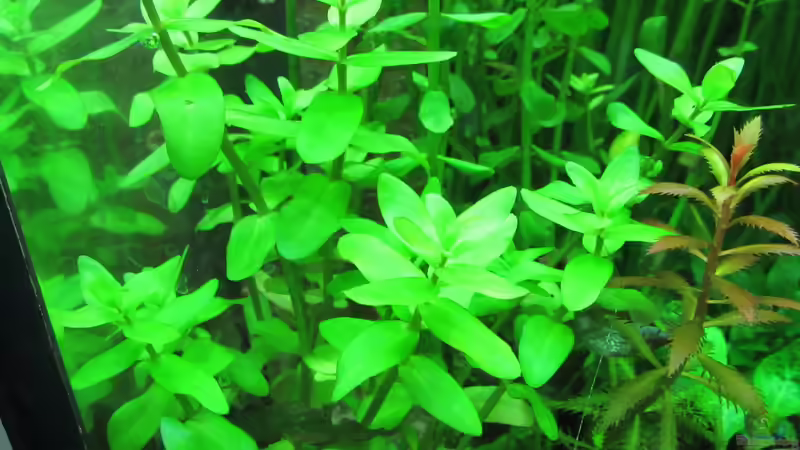 Bacopa caroliniana von Tigerlotus (25)