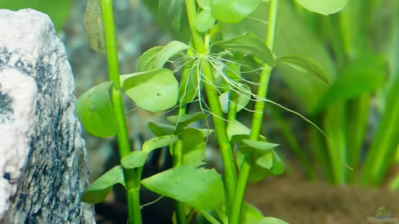 Bacopa caroliniana im Aquarium (Einrichtungsbeispiele mit Großes Fettblatt)