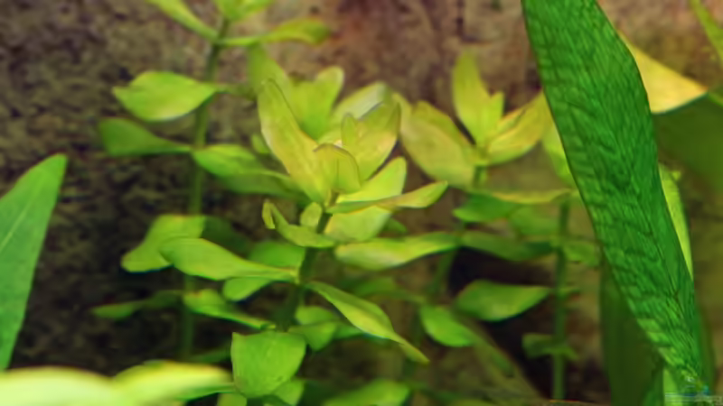 Bacopa carolinianas / Großes Fettblatt 21-01-2013 von Dirk F. (19)