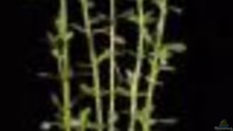 Bacopa Monniera von Katie Sandmann (2)