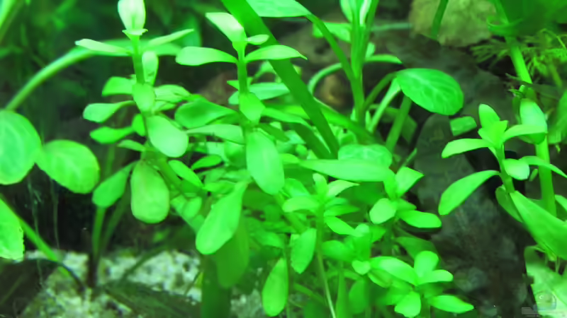 Bacopa monnieri ´Compact´ von Tigerlotus (37)