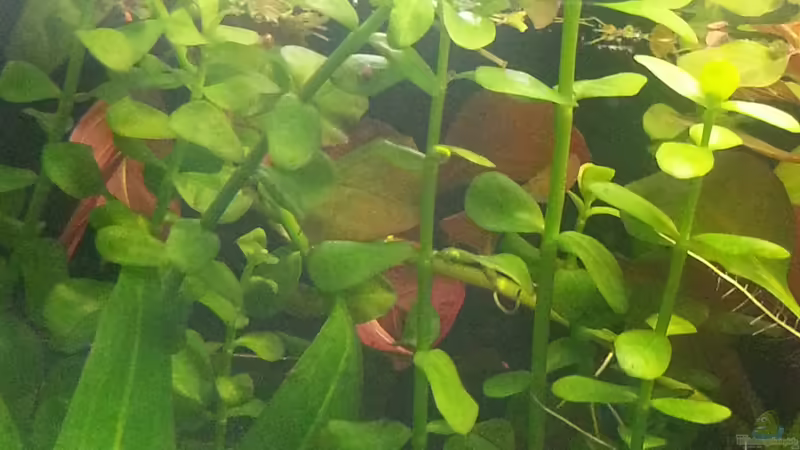 Bacopa monnieri Kleines Fettblatt  von Marcel Witt (5)