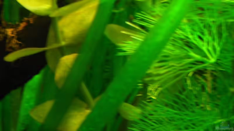 Bacopa monnieri (Kleines Fettblatt) von Niko Toumanidis (9)