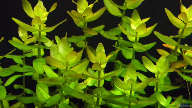 Bacopa monnieri (Kleines Fettblatt) von Rob86 (8)