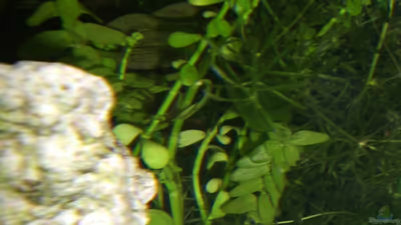 Bacopa ´monnieri´ (Rachenblütter ) von EO (6)