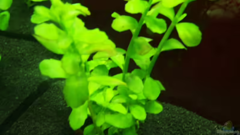 Bacopa Monnieri (Unterwasseraufnahme) von Jakobi (8)