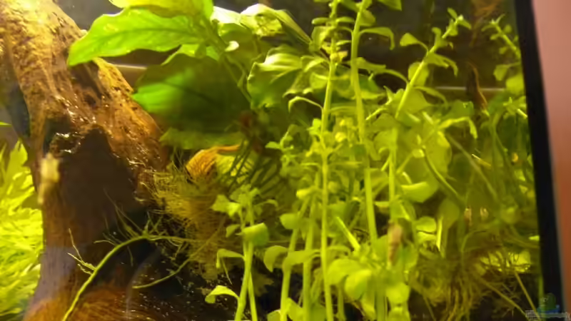 Bacopa monnieri von Der kleine Delfin (5)