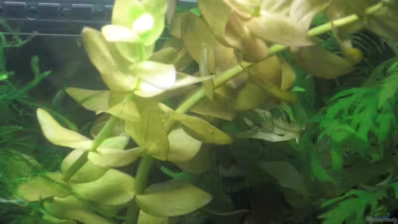 Bacopa monnieri von Malawi TOM (14)