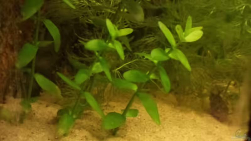 Bacopa monnieri von Michael Scheffler (17)