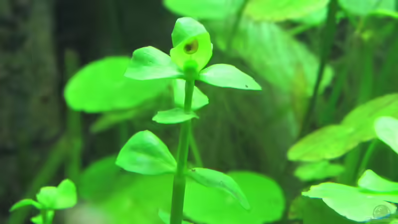 Bacopa monnieri von Tigerlotus (35)