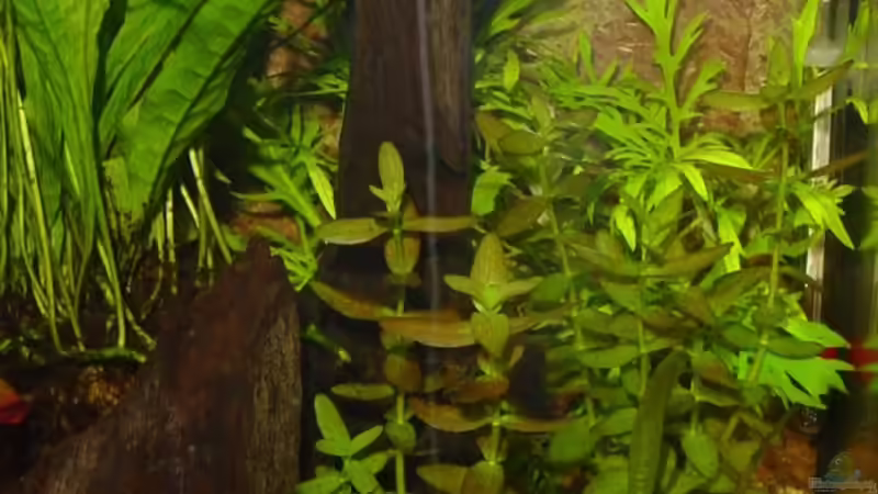 Bacopa monnieri vor Hygrophila difformis von Sabine Stark (4)