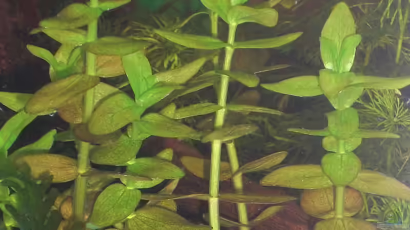 Bacopa monnieri am Gartenteich (Einrichtungsbeispiele mit Wassernabel)
