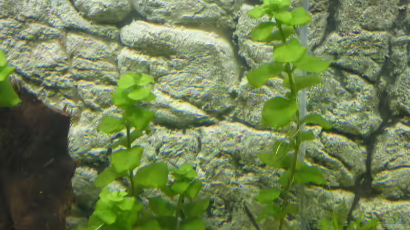 Bacopa monnieri am Gartenteich (Einrichtungsbeispiele mit Wassernabel)