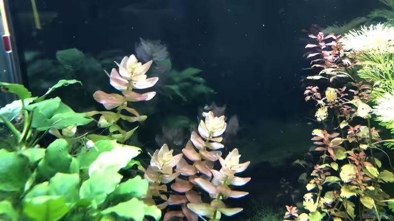 Bacopa und Ludvigia von Kamelot (5)