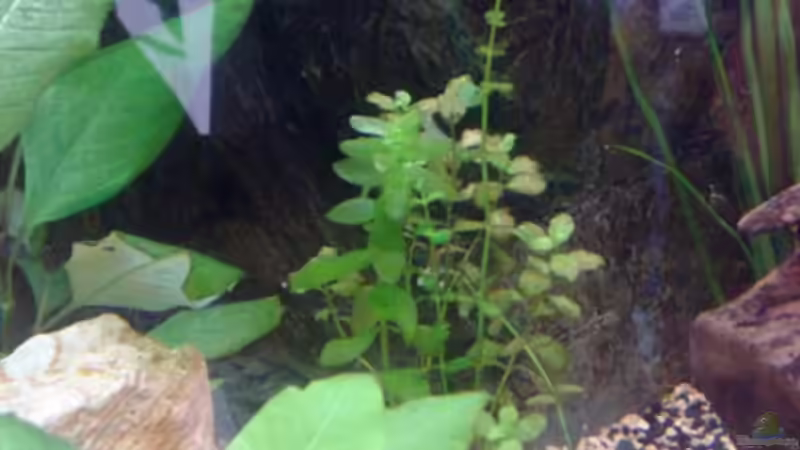 Bacopa von Andy Klein 86 (8)