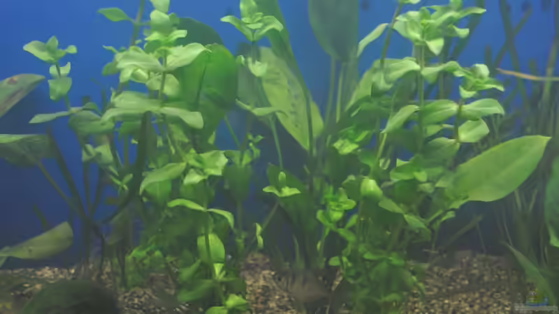 Bacopa von Salmlerdream (16)