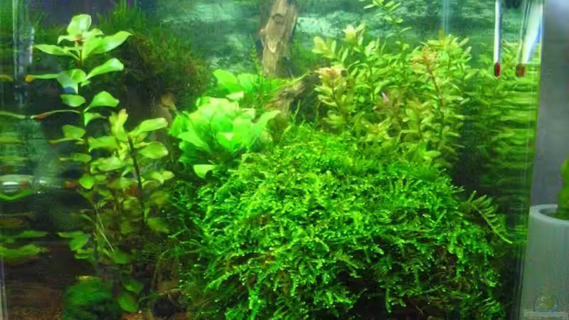 Badezimmer Aquarium von easy (1)