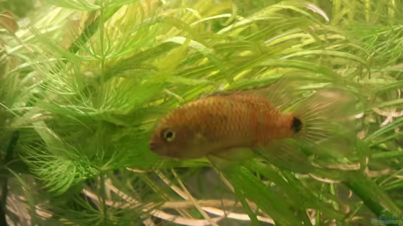 Badis Badis Mänchen von Jens Hug (10)