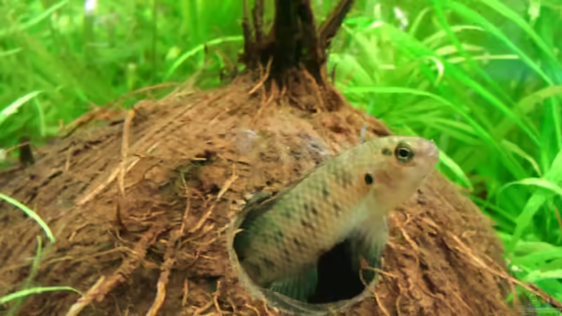 Badis Badis mänchen von Jens Hug (12)