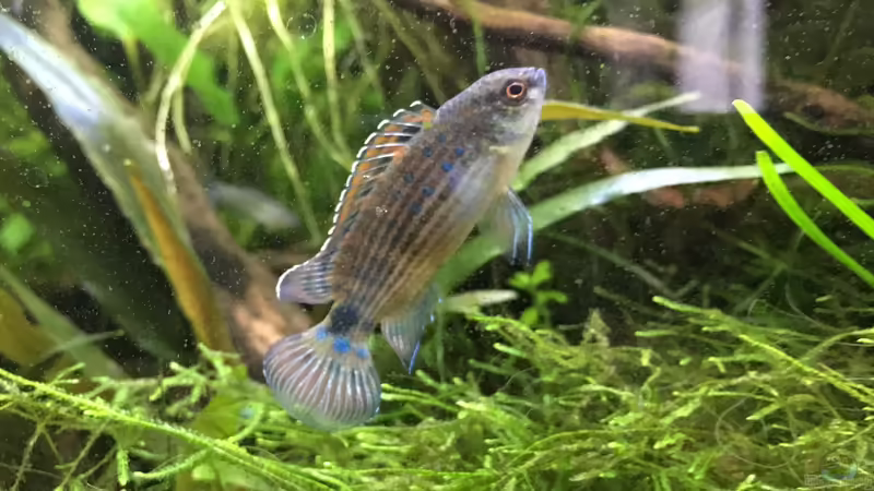 Badis Ruber - Chamäleonblaubarsch von Harald Kästner (30)