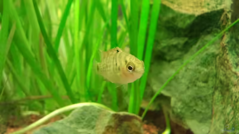 badis weibchen von Jens Hug (15)