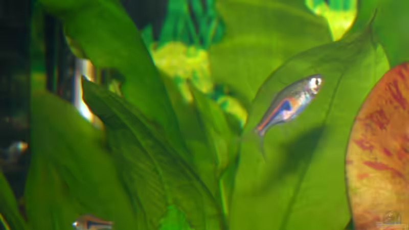 bäblinge von Ingeborg Bohry (15)