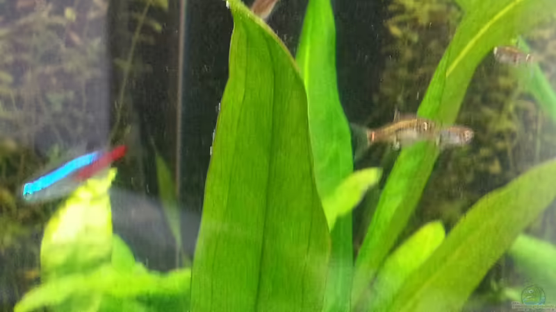 Bäblinge von Marcel Witt (17)