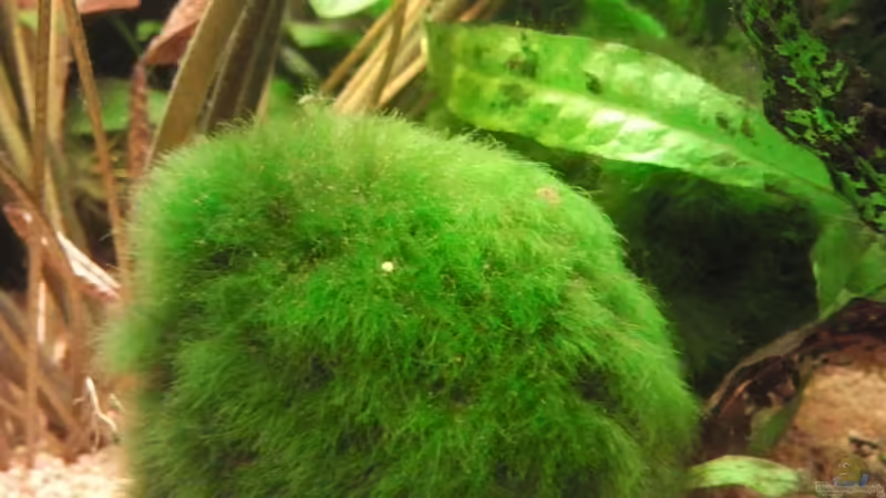 Bällchen von Zebraschecke (9)