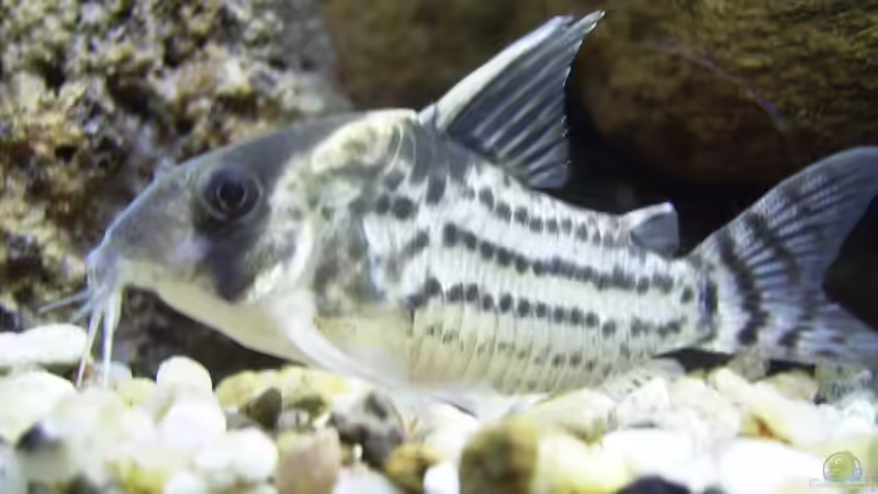 Bänder Panzerwels - Corydoras schwarzi  von Bernd Milbrandt (18)