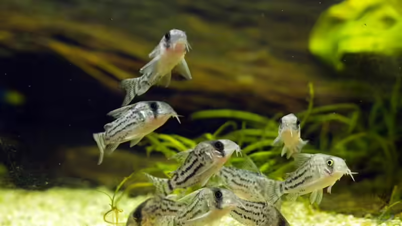 Bänderpanzerwels (Corydoras schwarzii) von smily (14)