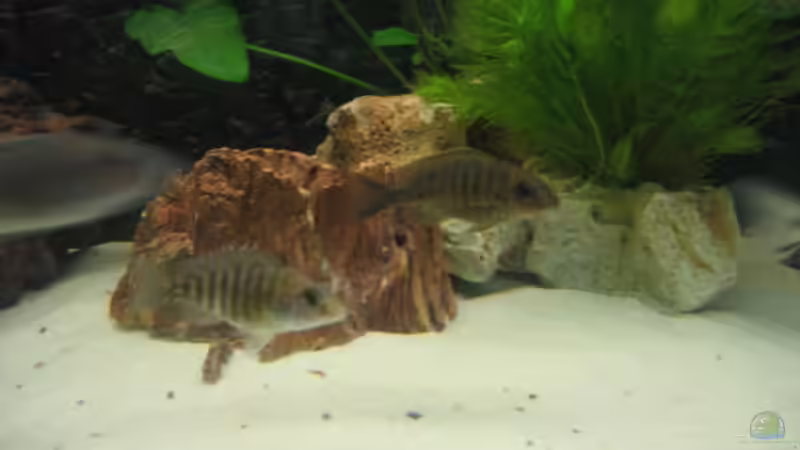 Baenschi Damen von Vicky Gröbl (34)