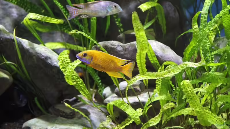 Baenschi und Letrinops marginatus von aquabert (35)