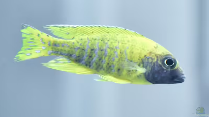 Baenschi von Ivory (4)