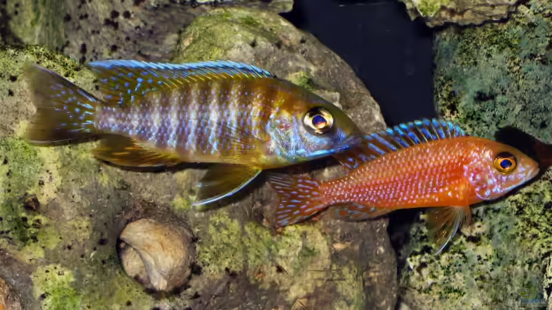 Baenshi männchen und Firefish männchen  von Chrissi (9)