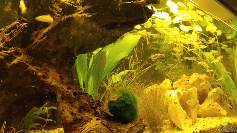 Bärb Moosball von Juno (26)