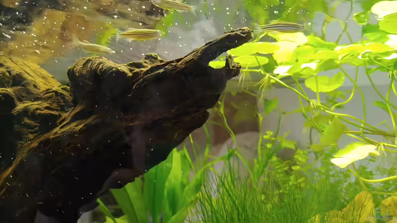 Bärbis 3 von Juno (13)