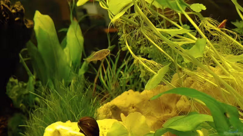 Bärbis New Home <3 von Juno (25)