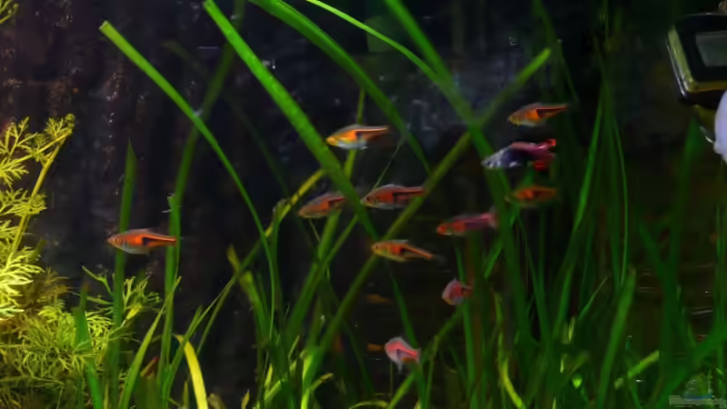 Bärblinge + Guppymännchen von Ferbi (32)