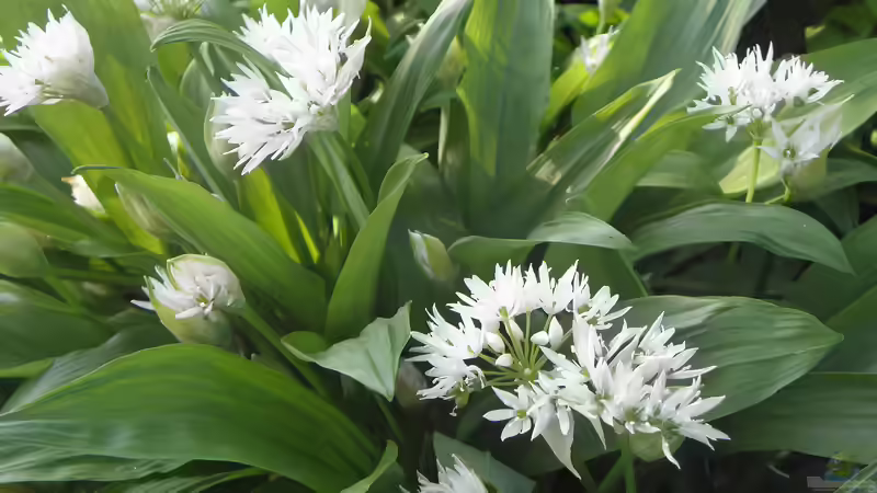 Bärlauch sammeln oder im Garten pflanzen