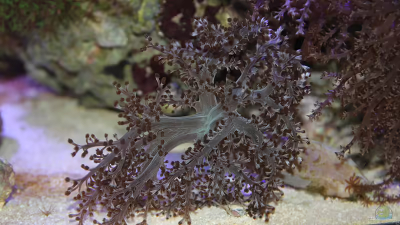 Capnella imbricata im Aquarium halten (Einrichtungsbeispiele für Bäumchenweichkoralle)