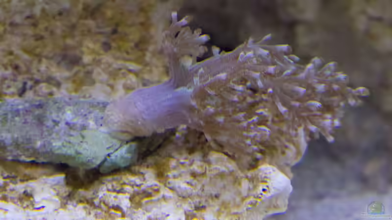 Baeumchenweichkoralle-Capnella-imbricata 11.04.2015 von mmbm78 (18)