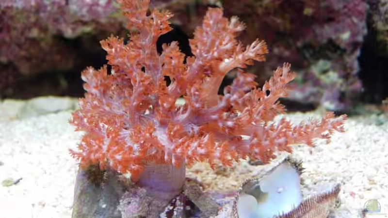 Bäumchenweichkoralle Capnella imbricata von Stefan Kamp (8)