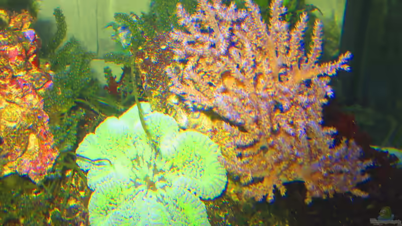 Bäumchenweichkoralle u. Teppich Anemone von Christian Bayerl (12)