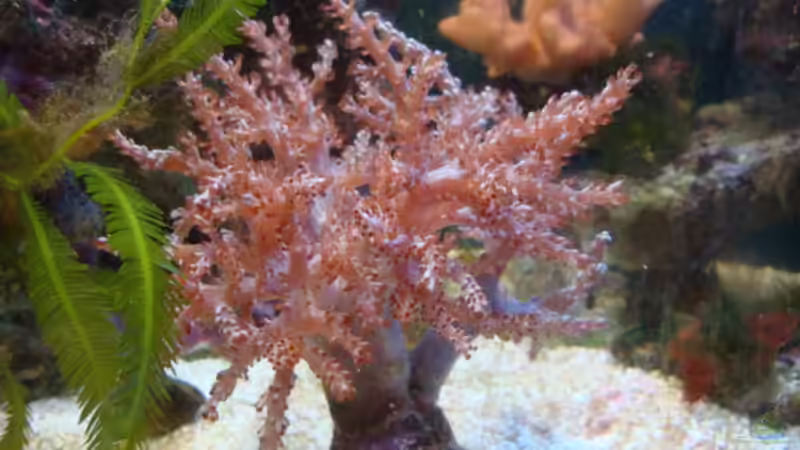 Bäumchenweichkoralle von B1gT4nk (7)