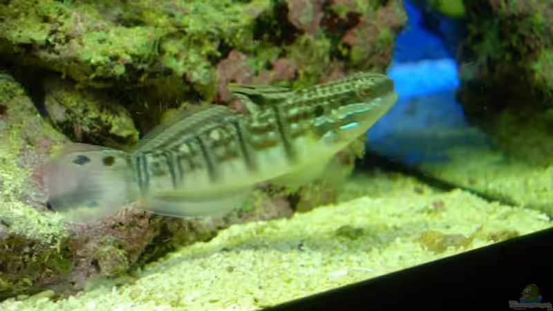 Aquarien mit Amblygobius phalaena (Bagger-Grundel)