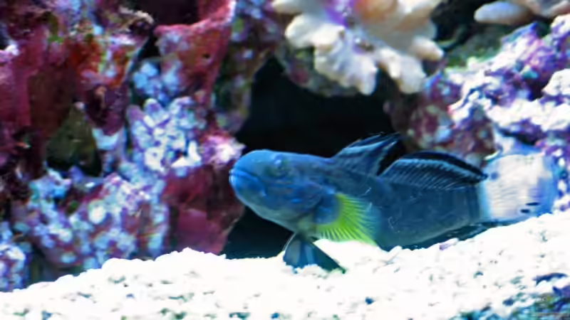 Bagger Grundel von Harald Schuster (13)