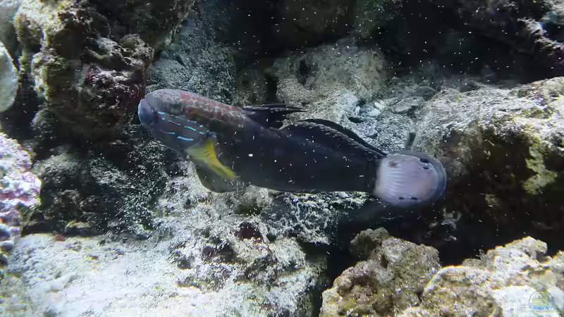 Baggergrundel - Amblygobius phalanea von Truthahnmann (113)